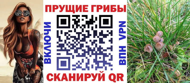 магазин продажи   Арсеньев  Галлюциногенные грибы Psilocybe 